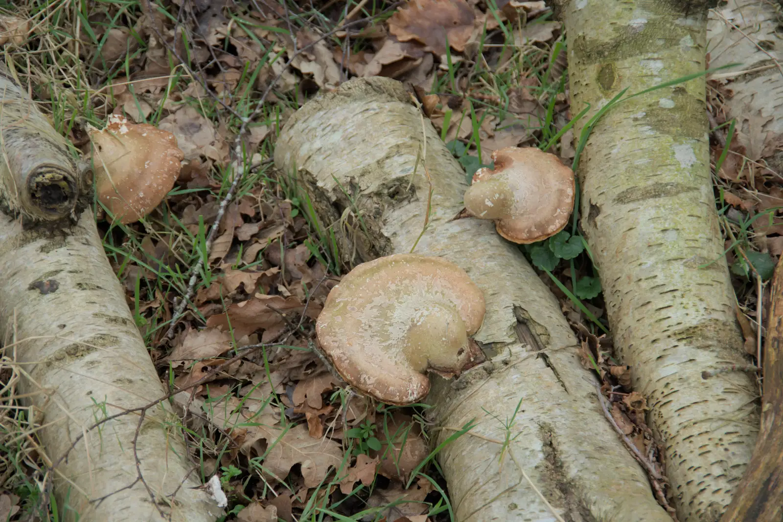 Mushrooms on logs, from A Walk around Redgrave and Lopham Fen, Redgrave, Suffolk - 23rd February 2025