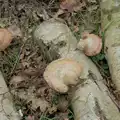 Mushrooms on logs, A Walk around Redgrave and Lopham Fen, Redgrave, Suffolk - 23rd February 2025