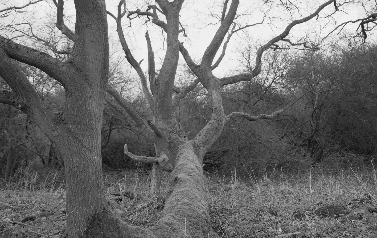 A fallen tree, from A Walk around Redgrave and Lopham Fen, Redgrave, Suffolk - 23rd February 2025