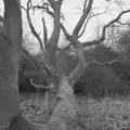 A fallen tree, A Walk around Redgrave and Lopham Fen, Redgrave, Suffolk - 23rd February 2025