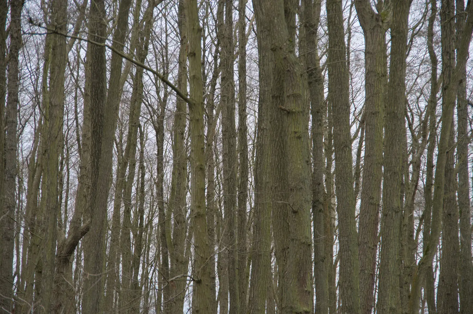 A dense thicket of tall spindly trees, from A Walk around Redgrave and Lopham Fen, Redgrave, Suffolk - 23rd February 2025