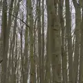 A dense thicket of tall spindly trees, A Walk around Redgrave and Lopham Fen, Redgrave, Suffolk - 23rd February 2025