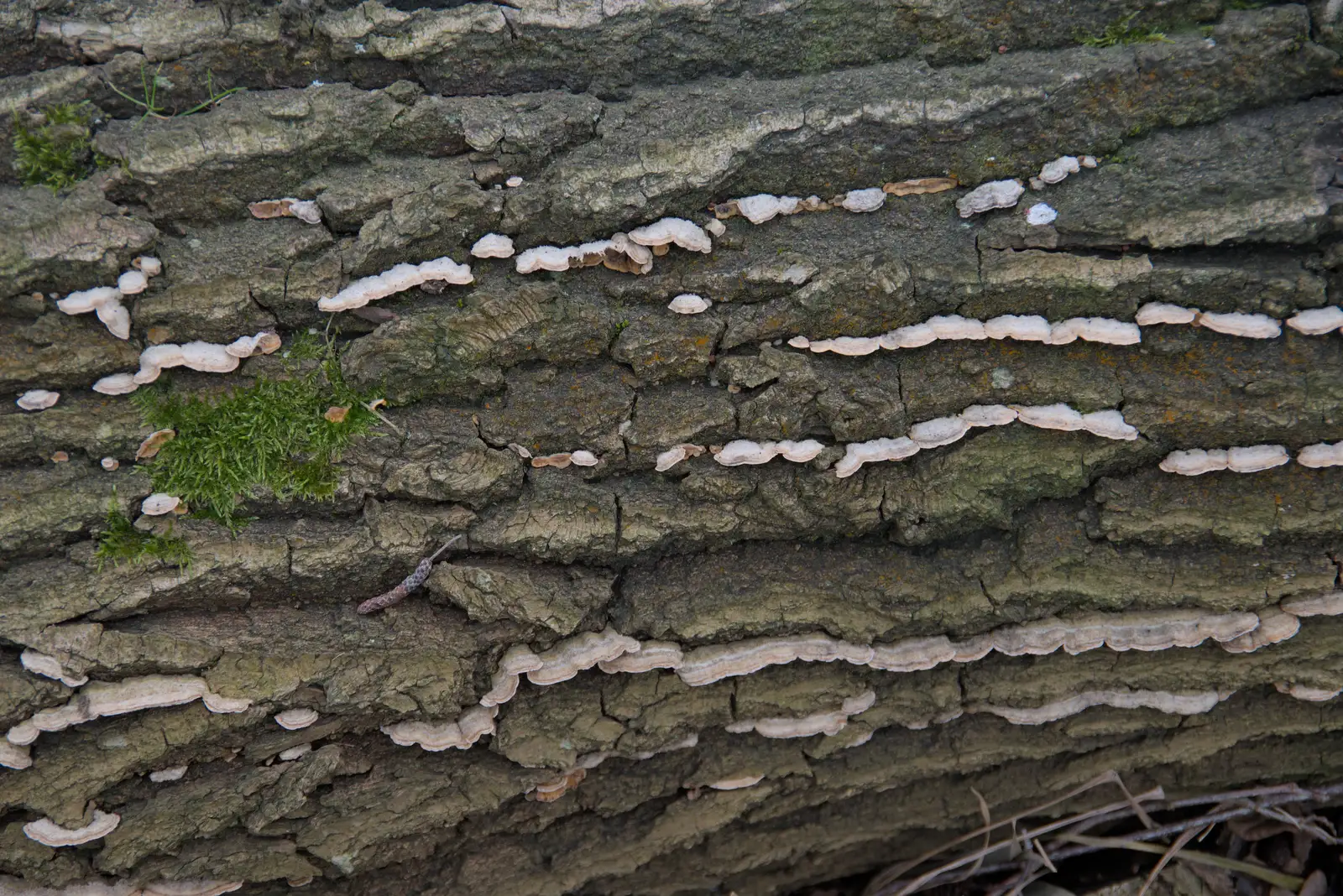 Lines of 'turkey tail' fungus, from A Walk around Redgrave and Lopham Fen, Redgrave, Suffolk - 23rd February 2025