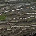 Lines of 'turkey tail' fungus, A Walk around Redgrave and Lopham Fen, Redgrave, Suffolk - 23rd February 2025