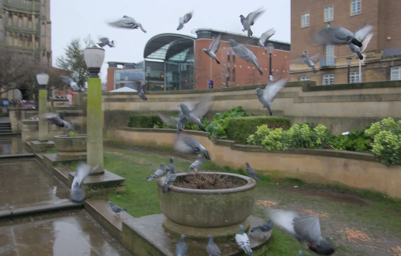 There's a pigeon explosion, from A Rainy Couple of Hours in Norwich, Norfolk - 24th February 2025