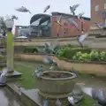 There's a pigeon explosion, A Rainy Couple of Hours in Norwich, Norfolk - 24th February 2025