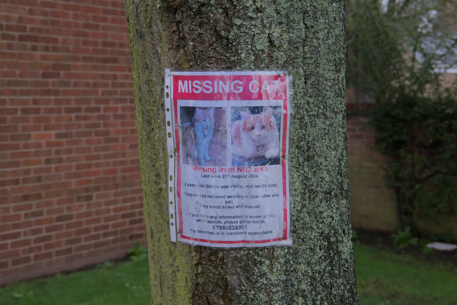 The saddest thing: a lost cat poster, from A Rainy Couple of Hours in Norwich, Norfolk - 24th February 2025