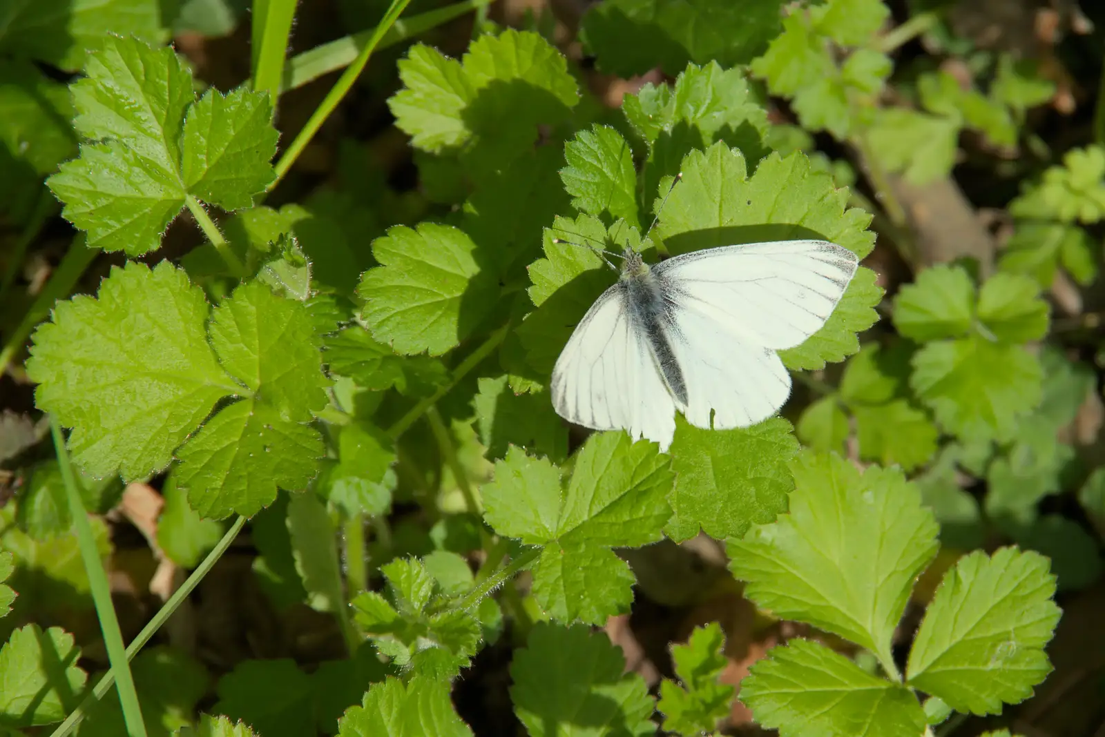 A Cabbage White butterfly, from A Pub Walk to the Black Horse, Thorndon, Suffolk - 20th April 2025