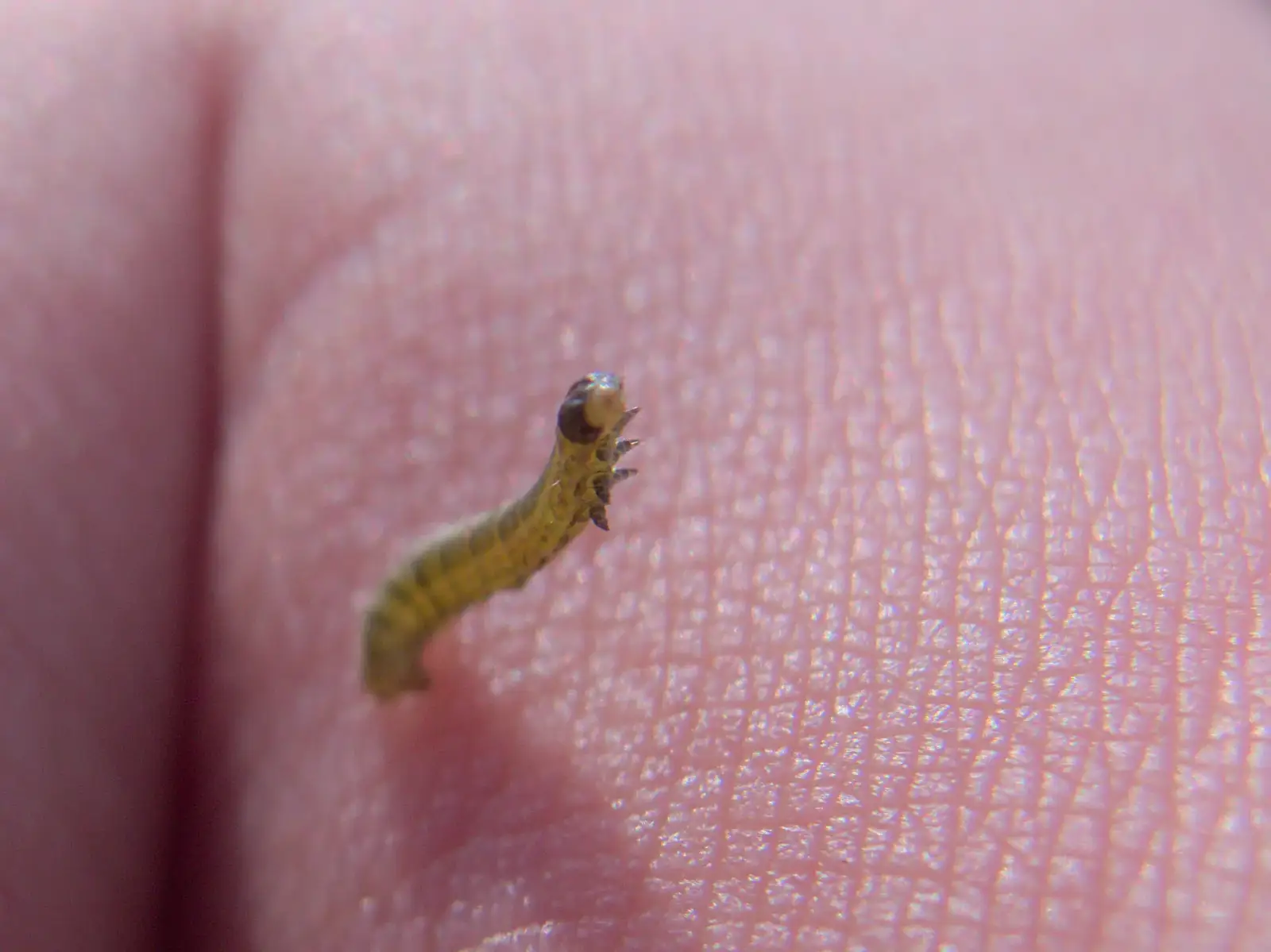 Fred's got a tiny caterpillar wriggling around, from May Miscellany and New Kittens, Brome, Suffolk - 4th May 2025