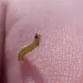 Fred's got a tiny caterpillar wriggling around, May Miscellany and New Kittens, Brome, Suffolk - 4th May 2025