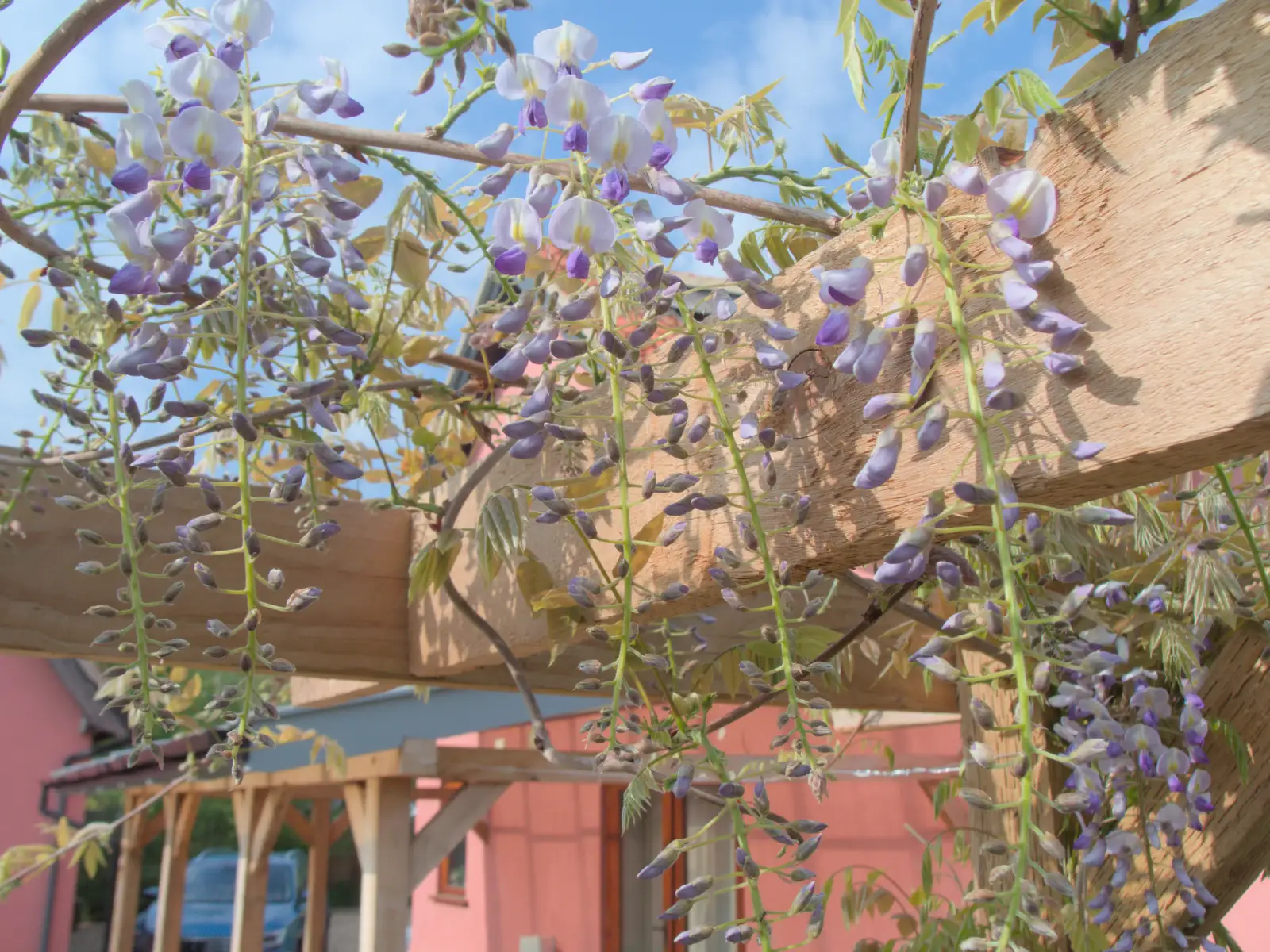 The wisteria is coming out, from May Miscellany and New Kittens, Brome, Suffolk - 4th May 2025