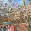 The wisteria is coming out, May Miscellany and New Kittens, Brome, Suffolk - 4th May 2025