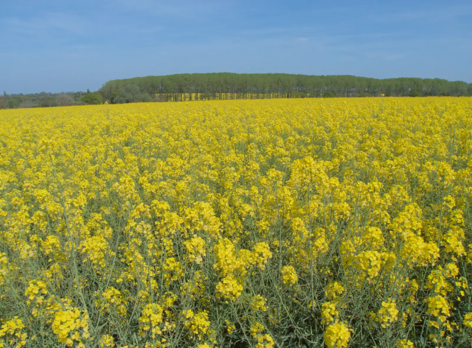 There's an enormous field of oilseed at Wickham, from May Miscellany and New Kittens, Brome, Suffolk - 4th May 2025