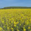 There's an enormous field of oilseed at Wickham, May Miscellany and New Kittens, Brome, Suffolk - 4th May 2025