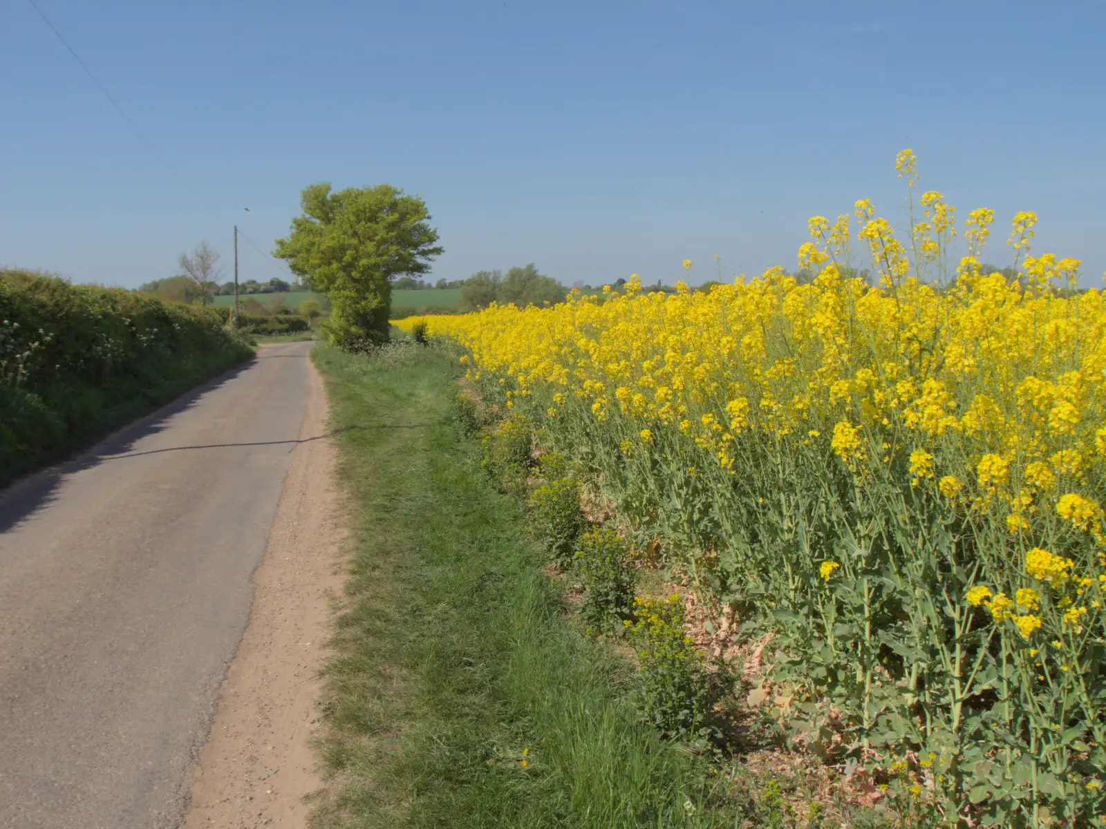 Looking back up the road to Cotton, from May Miscellany and New Kittens, Brome, Suffolk - 4th May 2025