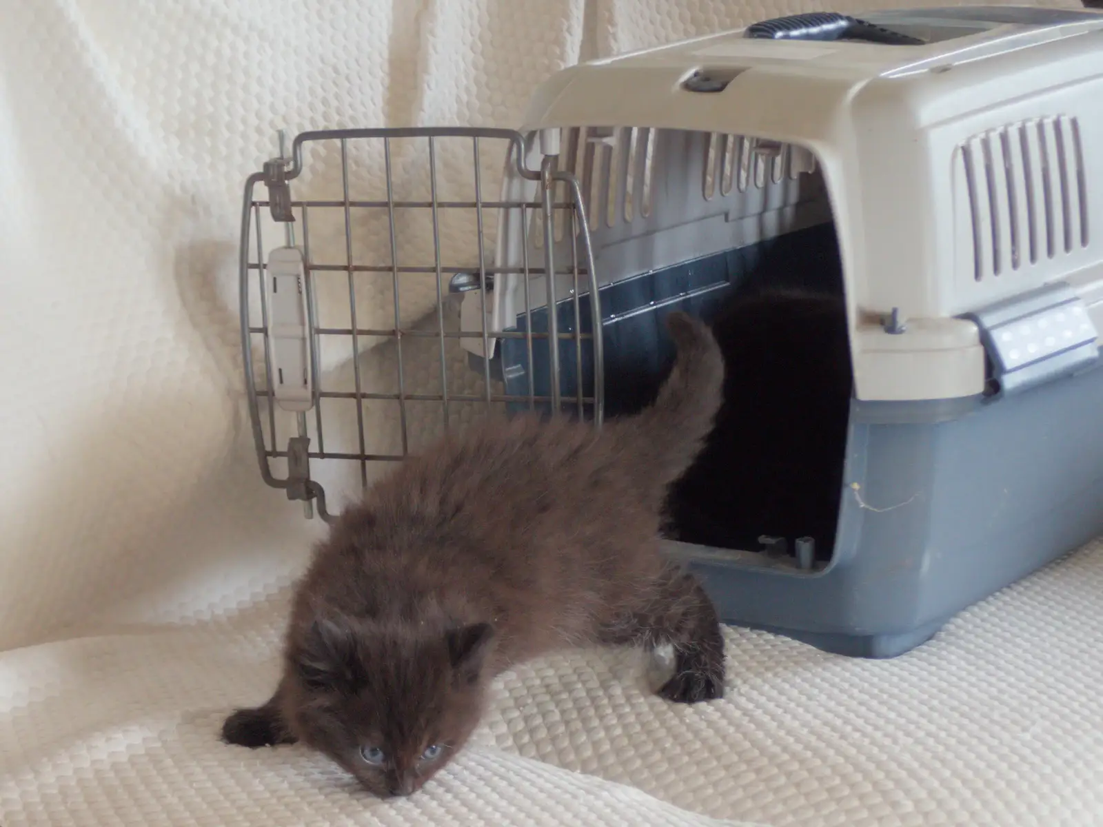 Kitten A is first to emerge from the carrier, from May Miscellany and New Kittens, Brome, Suffolk - 4th May 2025