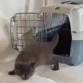 Kitten A is first to emerge from the carrier, May Miscellany and New Kittens, Brome, Suffolk - 4th May 2025