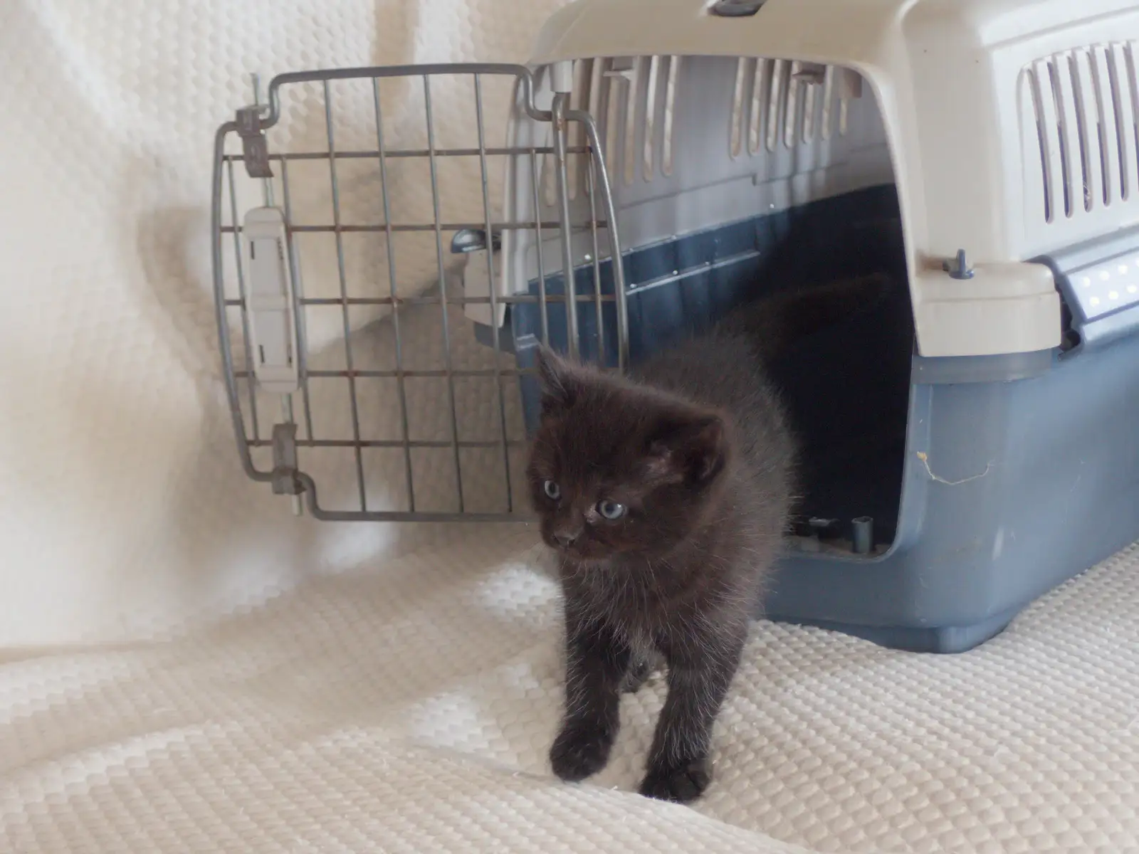Kitten A looks around, from May Miscellany and New Kittens, Brome, Suffolk - 4th May 2025