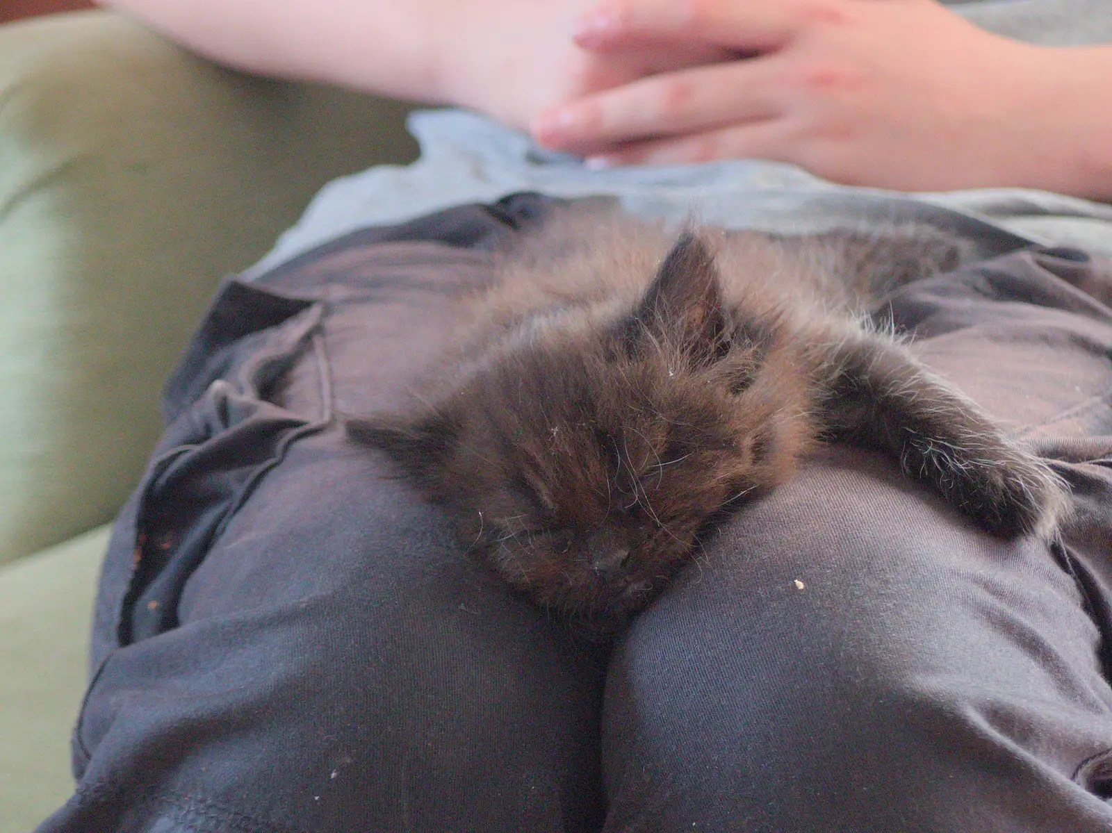 It's time for a sleep already, from May Miscellany and New Kittens, Brome, Suffolk - 4th May 2025