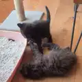 The kittens have a little wrestle, May Miscellany and New Kittens, Brome, Suffolk - 4th May 2025