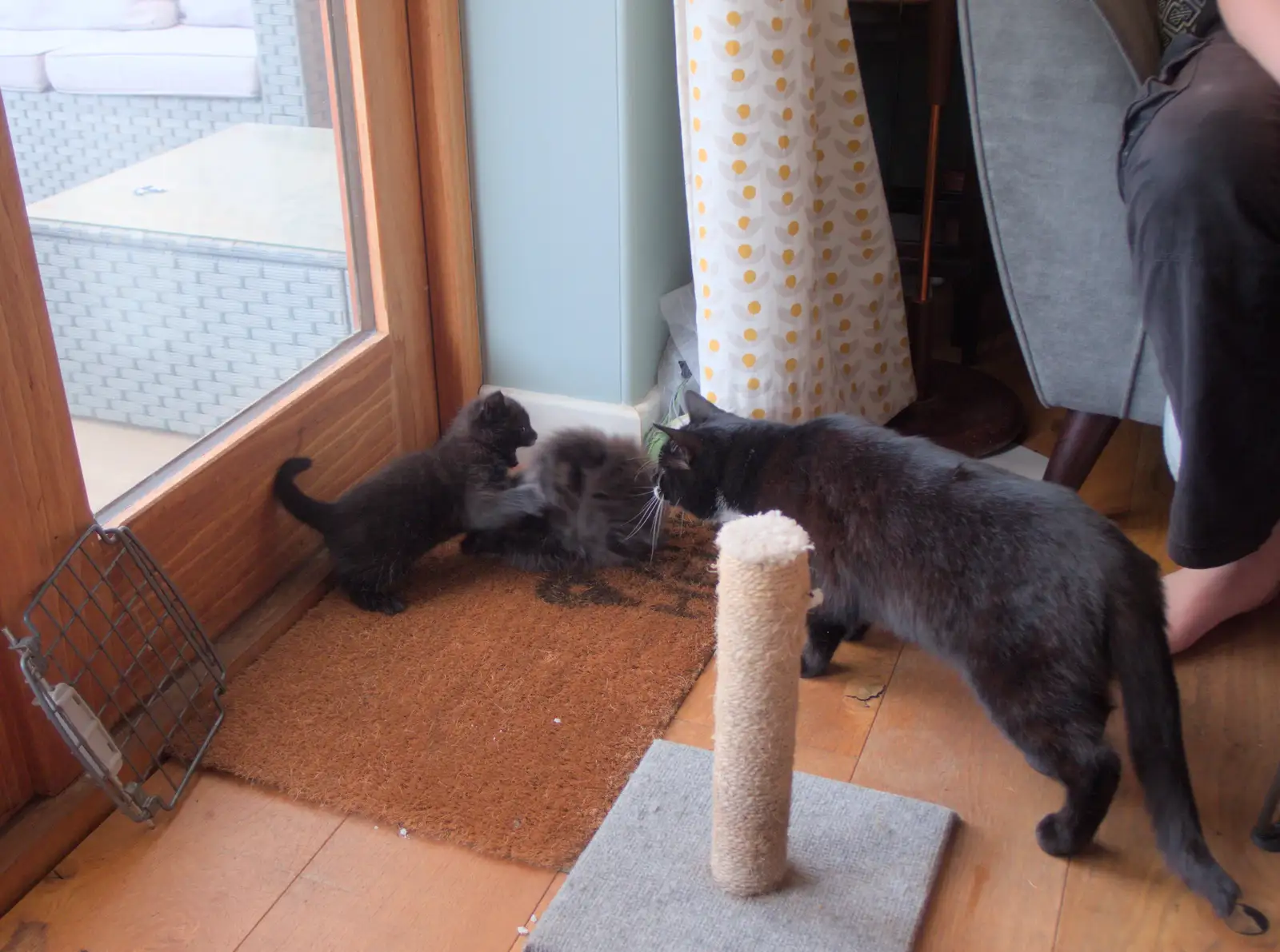 Lucy - one-eyed cat - comes in for a sniff, from May Miscellany and New Kittens, Brome, Suffolk - 4th May 2025