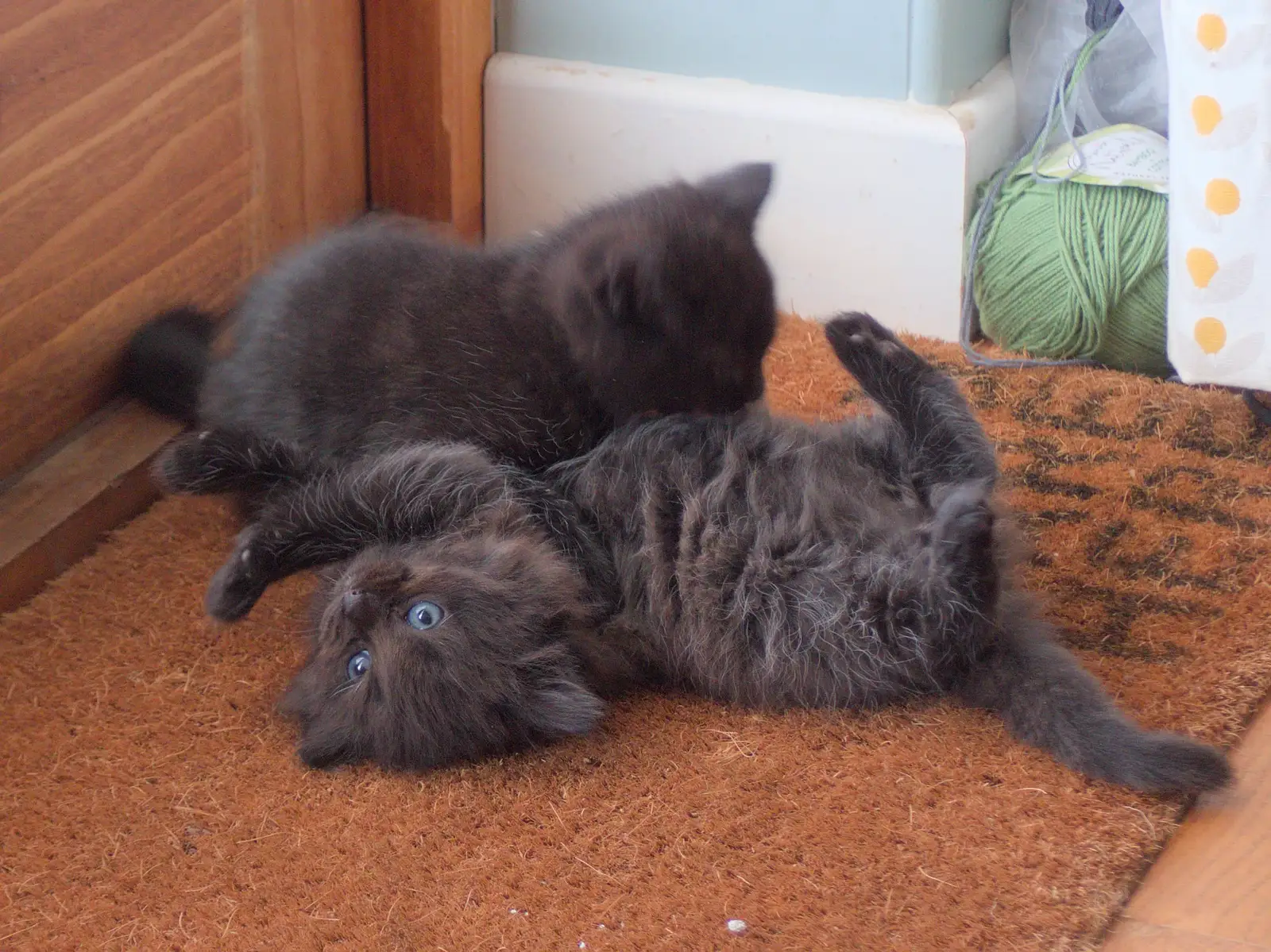 Kitten A - the fluffy one - takes a break , from May Miscellany and New Kittens, Brome, Suffolk - 4th May 2025