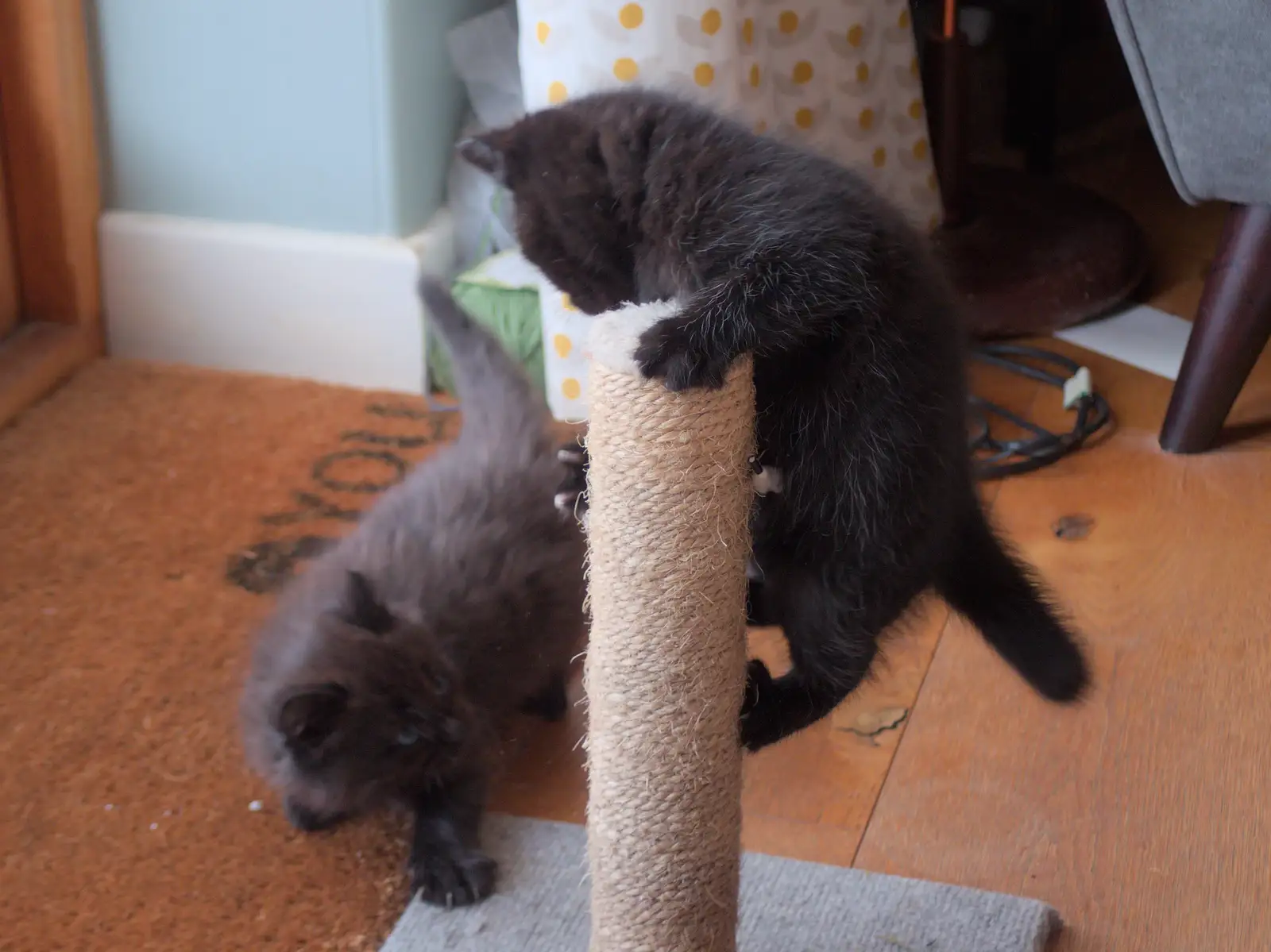 Kitten B scales the sizel post, from May Miscellany and New Kittens, Brome, Suffolk - 4th May 2025