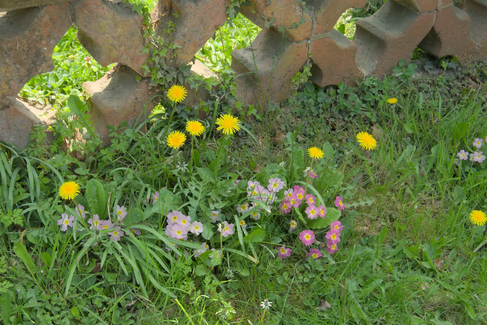 There's a nice mixture of flowers outside the church, from May Miscellany and New Kittens, Brome, Suffolk - 4th May 2025