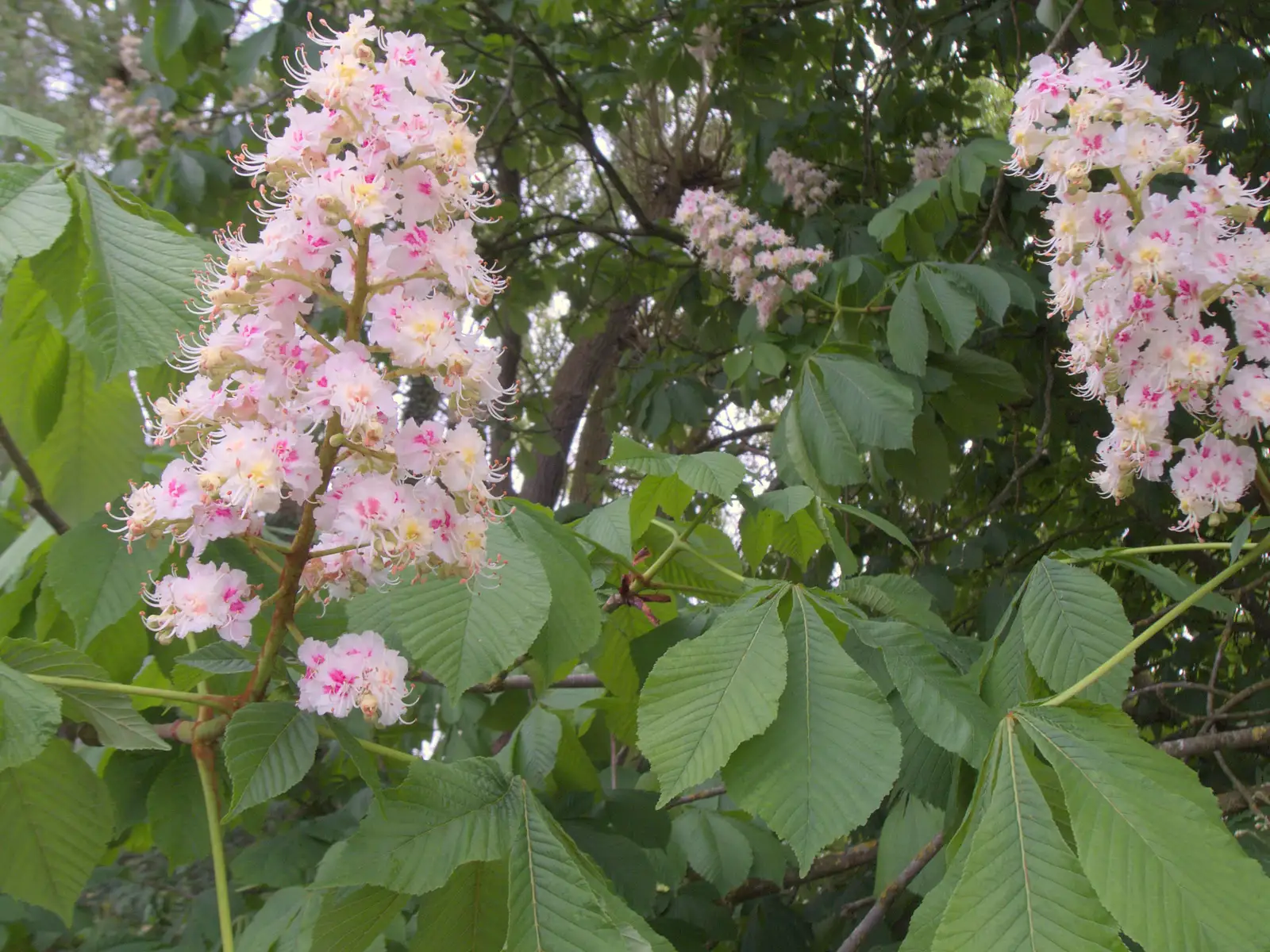 There's some impressive tree blossom, from Hoxne, Bedfield, and the BSCC does the Lion, Debenham - 8th May 2025