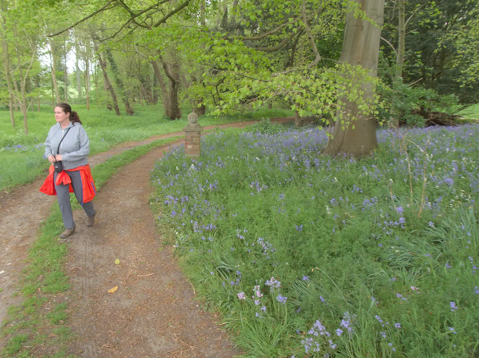 Isobel wanders past a bluebell wood, from Hoxne, Bedfield, and the BSCC does the Lion, Debenham - 8th May 2025