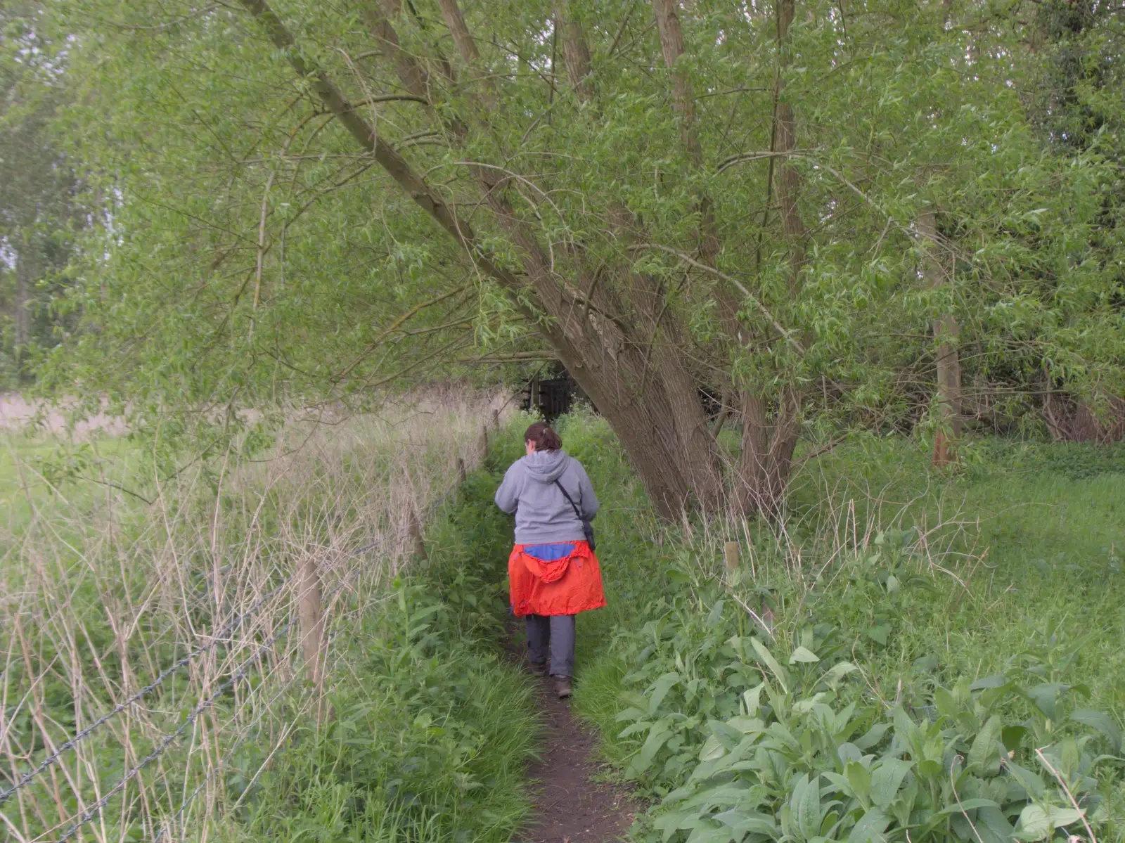 The path is already getting overgrown, from Hoxne, Bedfield, and the BSCC does the Lion, Debenham - 8th May 2025