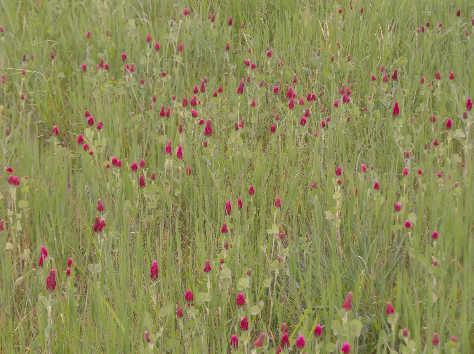 There's a field of interesting purple flowers, from Hoxne, Bedfield, and the BSCC does the Lion, Debenham - 8th May 2025