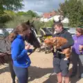 A dog is introduced to Poppy's pony, Hoxne, Bedfield, and the BSCC does the Lion, Debenham - 8th May 2025
