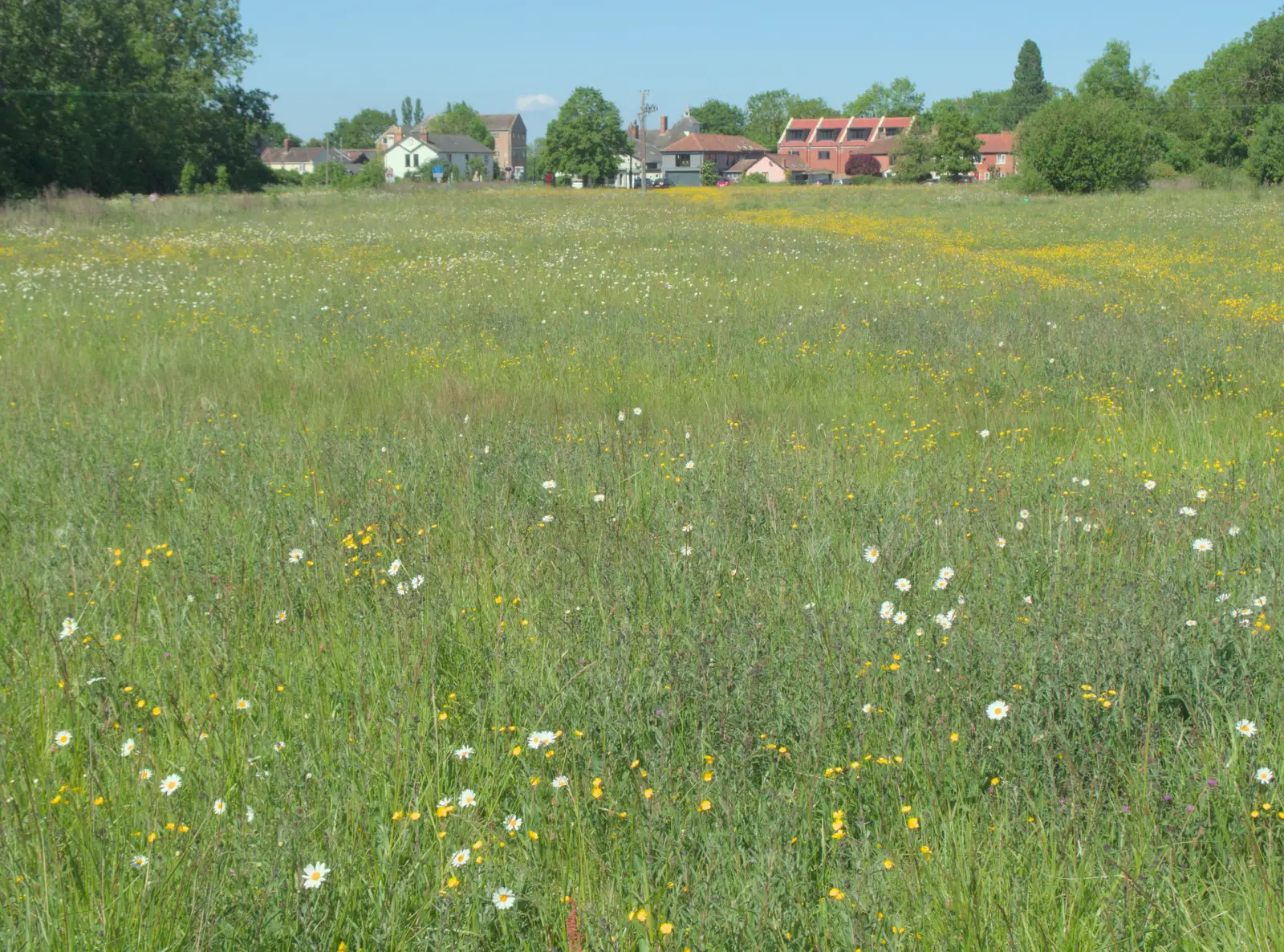 Flowers are out on Mellis Common, from The BSCC at Kenninghall, and a Walk to Ampersand, Diss - 26th May 2025