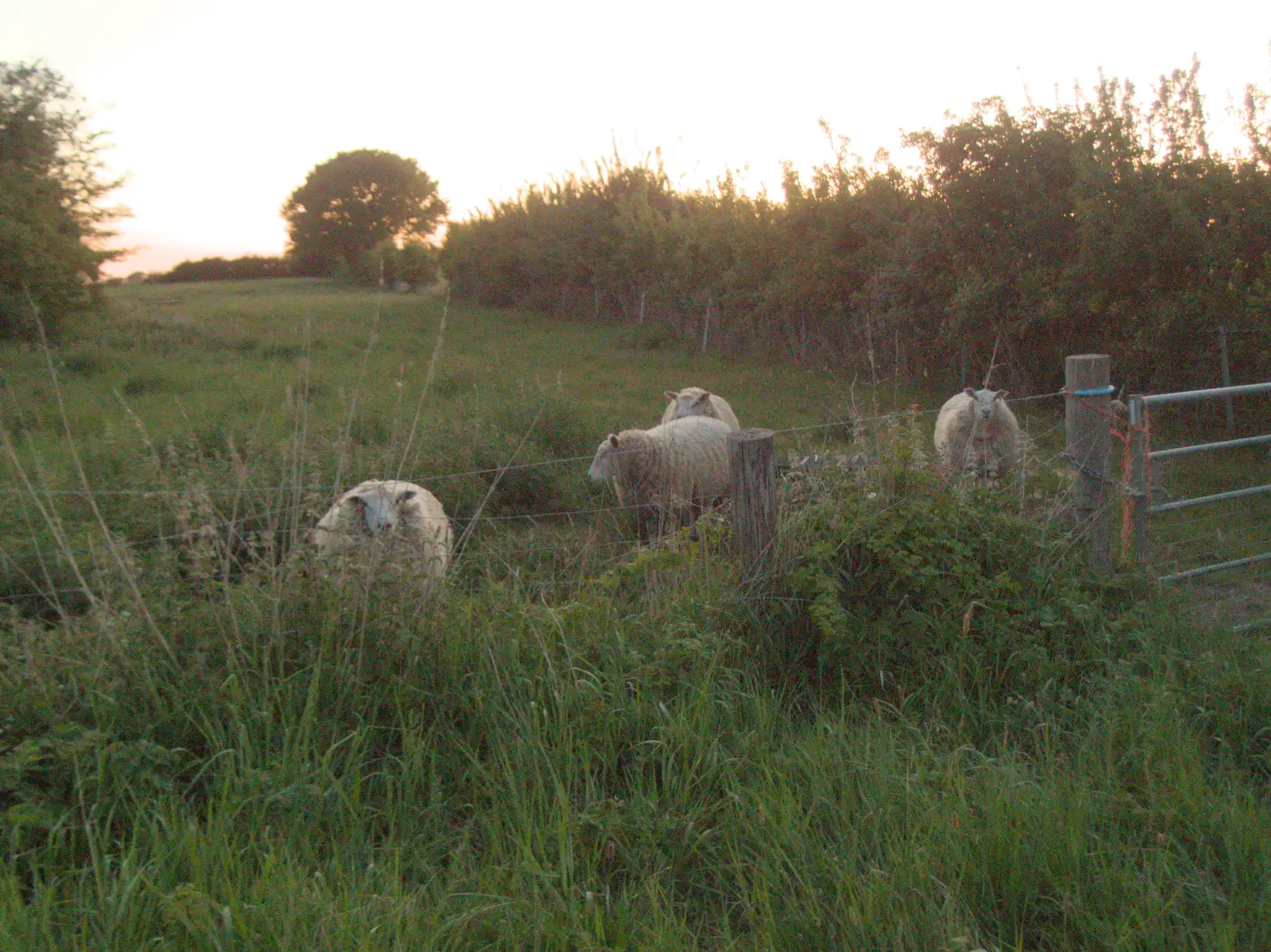 Some sheep come running over as we stop for a wee, from The BSCC at Kenninghall, and a Walk to Ampersand, Diss - 26th May 2025