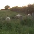 Some sheep come running over as we stop for a wee, The BSCC at Kenninghall, and a Walk to Ampersand, Diss - 26th May 2025