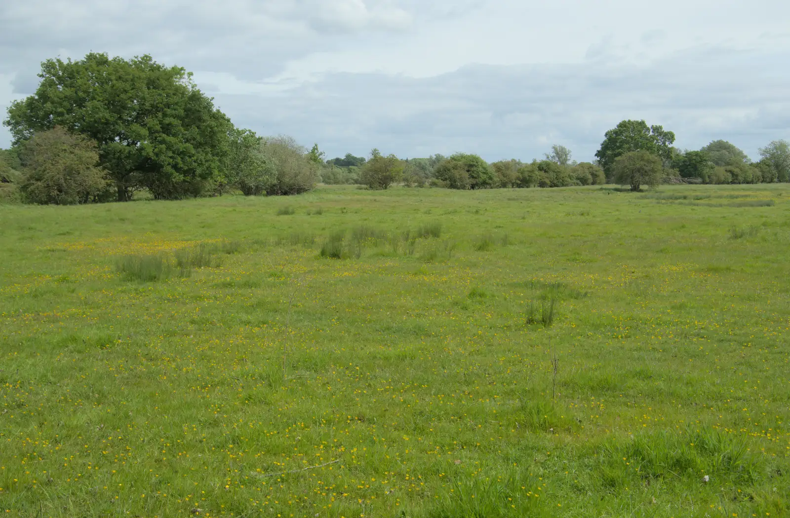 Buttercup meadows near Scole Plantation, from The BSCC at Kenninghall, and a Walk to Ampersand, Diss - 26th May 2025
