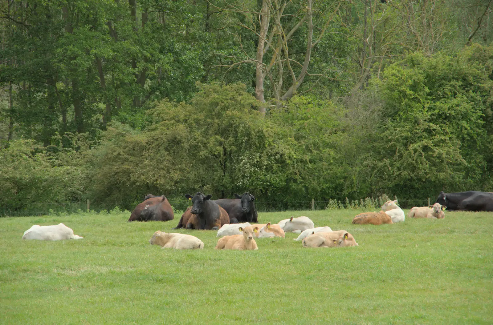 According to the cows, it's going to rain, from The BSCC at Kenninghall, and a Walk to Ampersand, Diss - 26th May 2025
