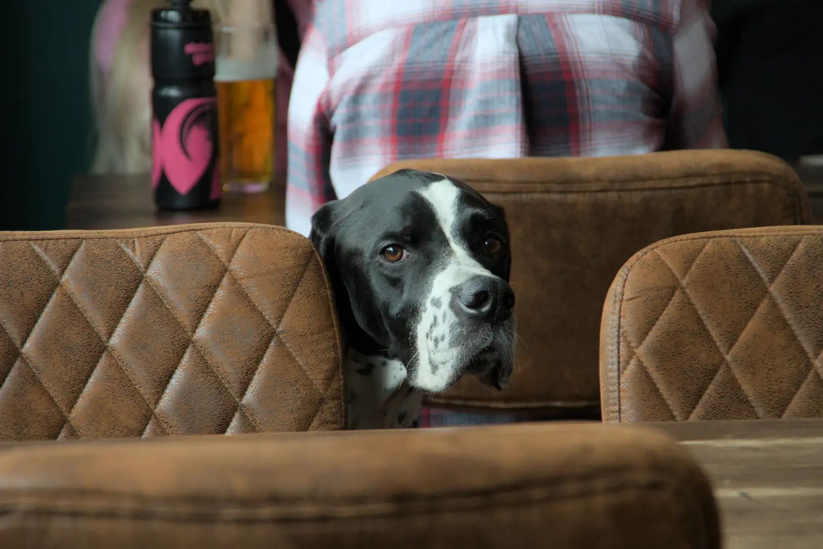A dog looks around wistfully, from The BSCC at Kenninghall, and a Walk to Ampersand, Diss - 26th May 2025