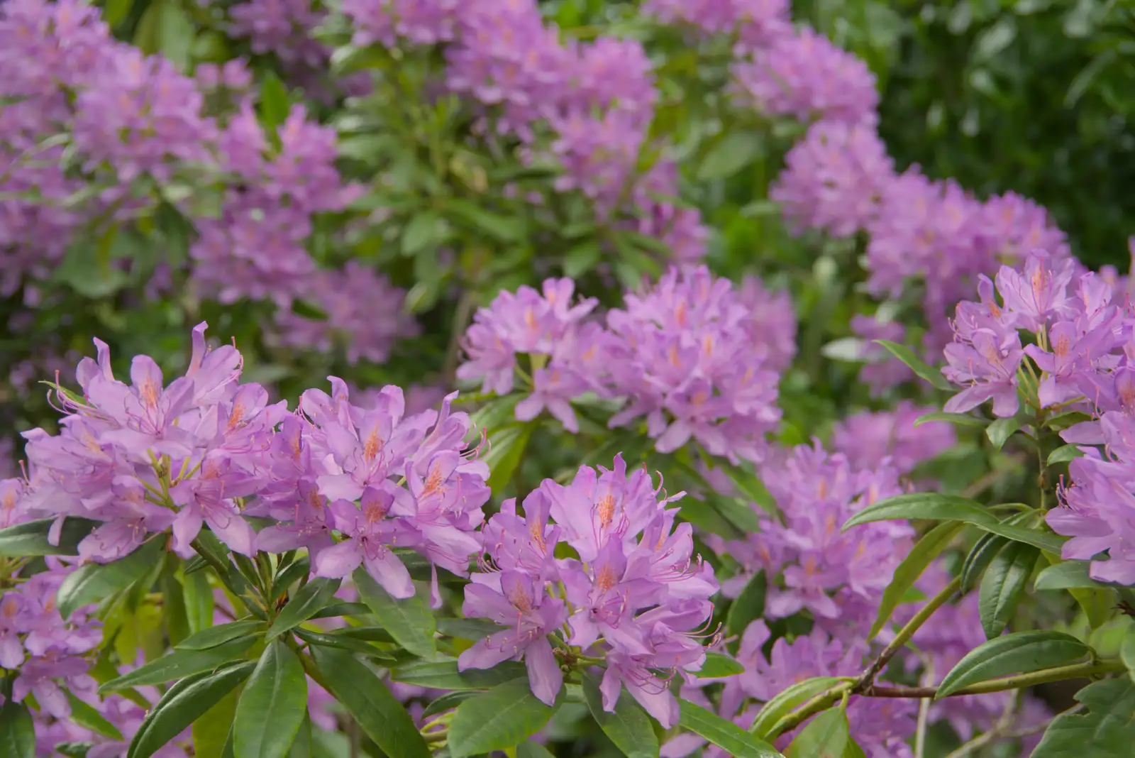Rhododendron is in full flower, from The BSCC at Kenninghall, and a Walk to Ampersand, Diss - 26th May 2025
