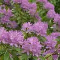 Rhododendron is in full flower, The BSCC at Kenninghall, and a Walk to Ampersand, Diss - 26th May 2025