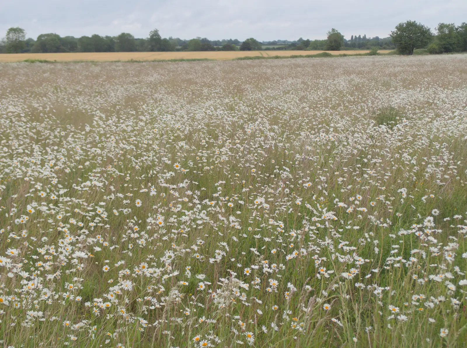 An epic field of Dog Daisies, from Table Tennis at the Village Hall, Brome, Suffolk - 6th June 2025