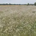 An epic field of Dog Daisies, Table Tennis at the Village Hall, Brome, Suffolk - 6th June 2025