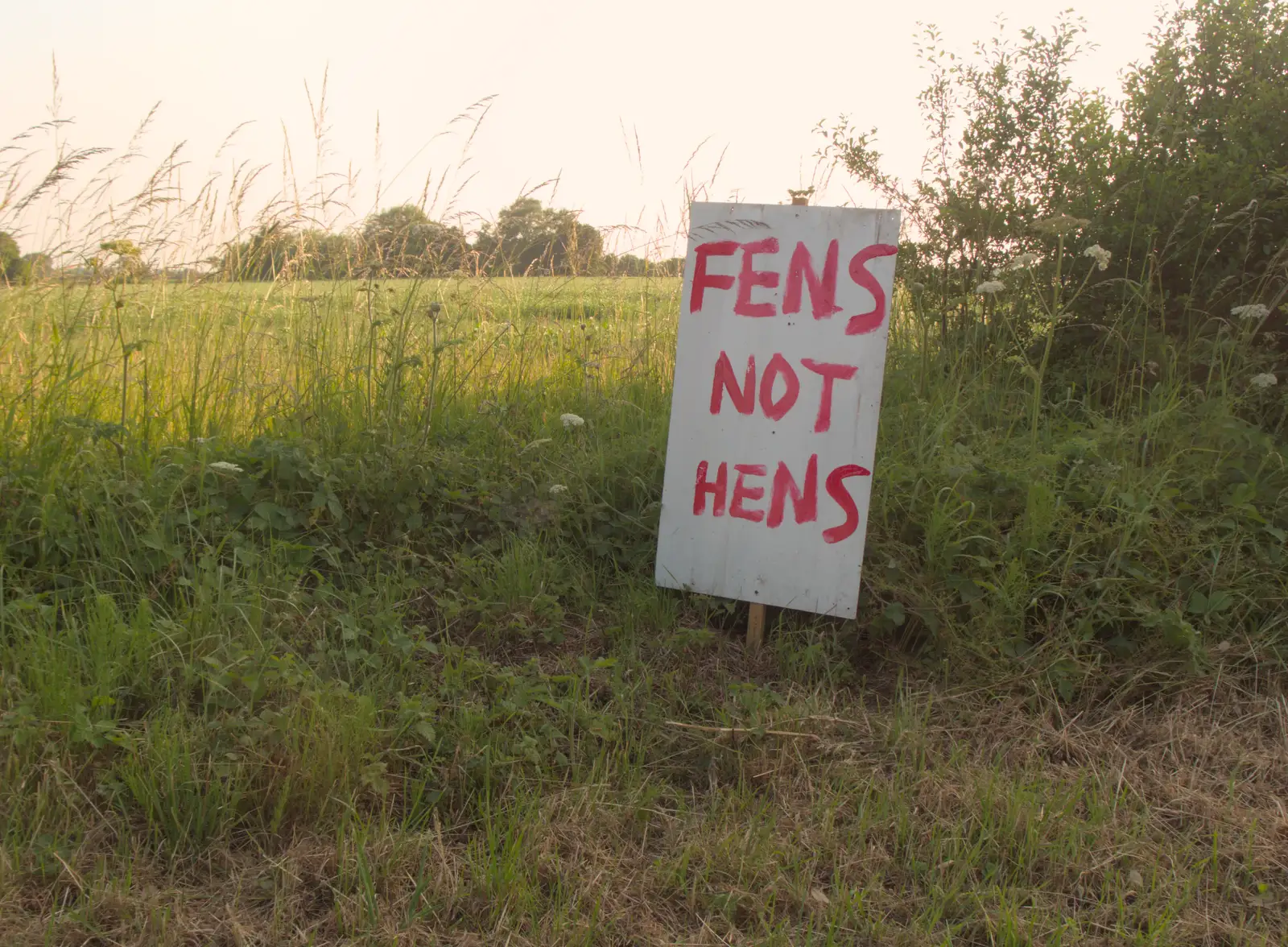 There's some protest about Cranswick going on, from A Swarm of Bees, Eye, Suffolk - 16th June 2025