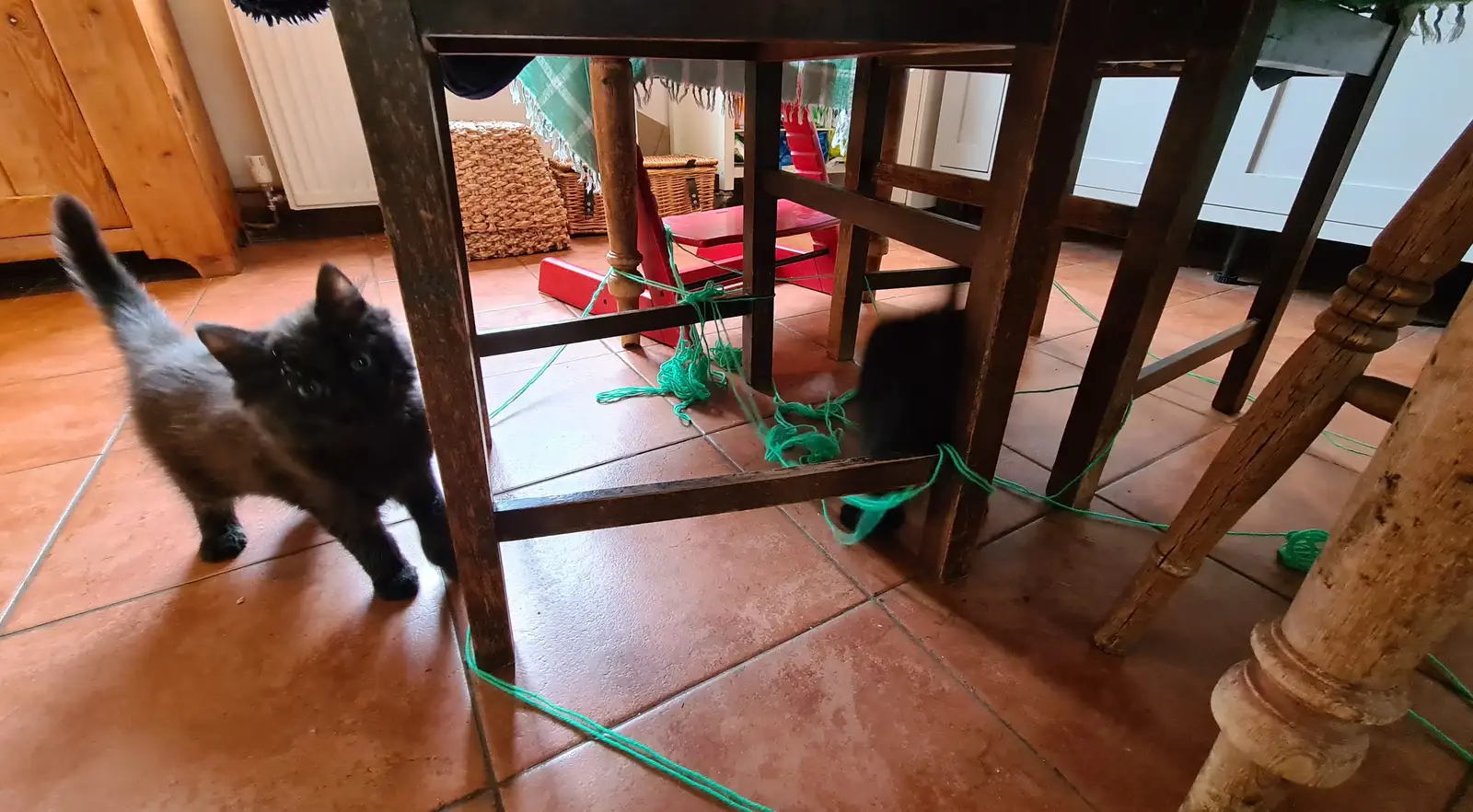 The kittens have made a string web under the table, from A Swarm of Bees, Eye, Suffolk - 16th June 2025