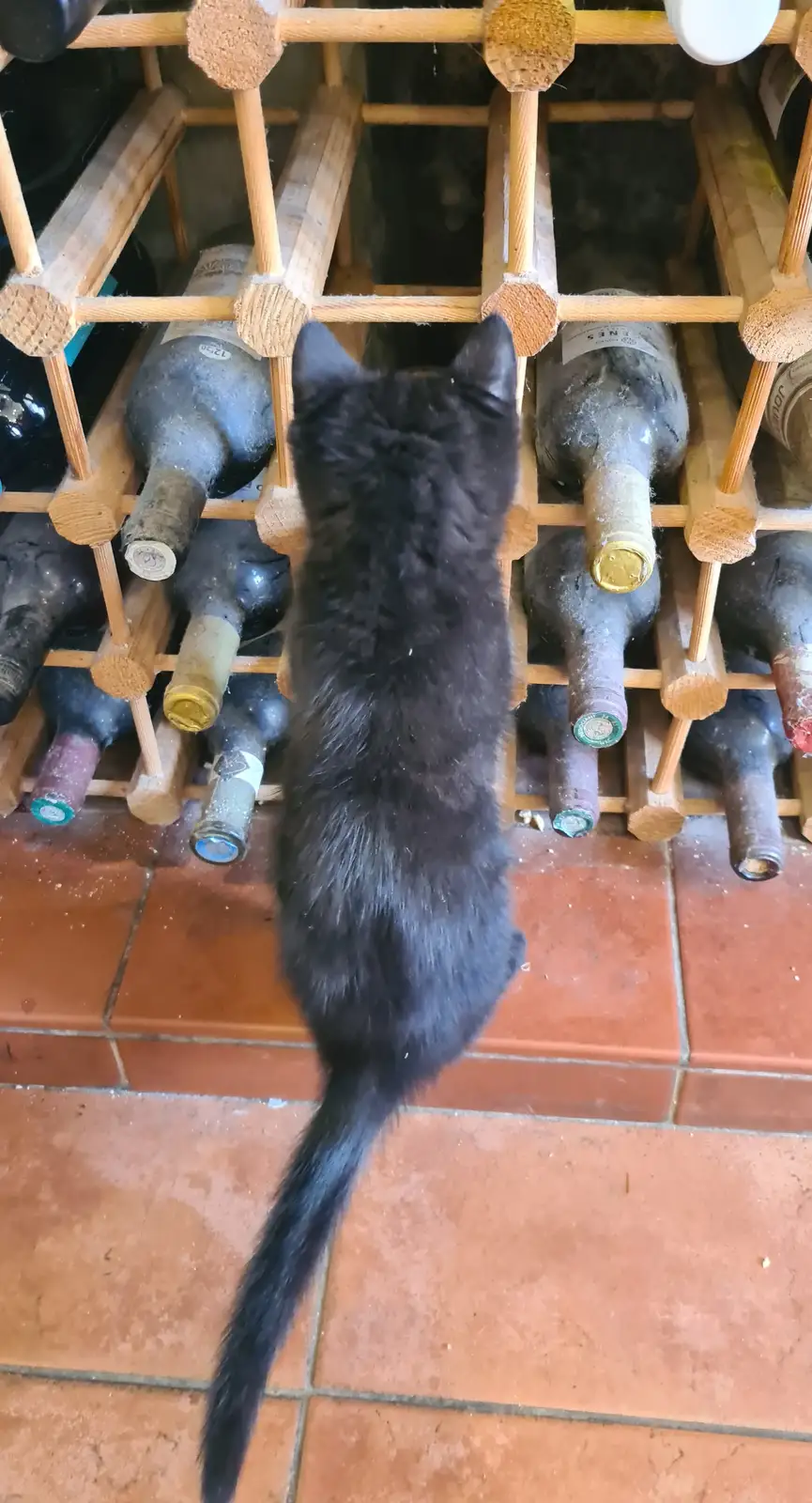 Lilly considers a trip into the wine rack, from A Swarm of Bees, Eye, Suffolk - 16th June 2025