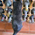 Lilly considers a trip into the wine rack, A Swarm of Bees, Eye, Suffolk - 16th June 2025