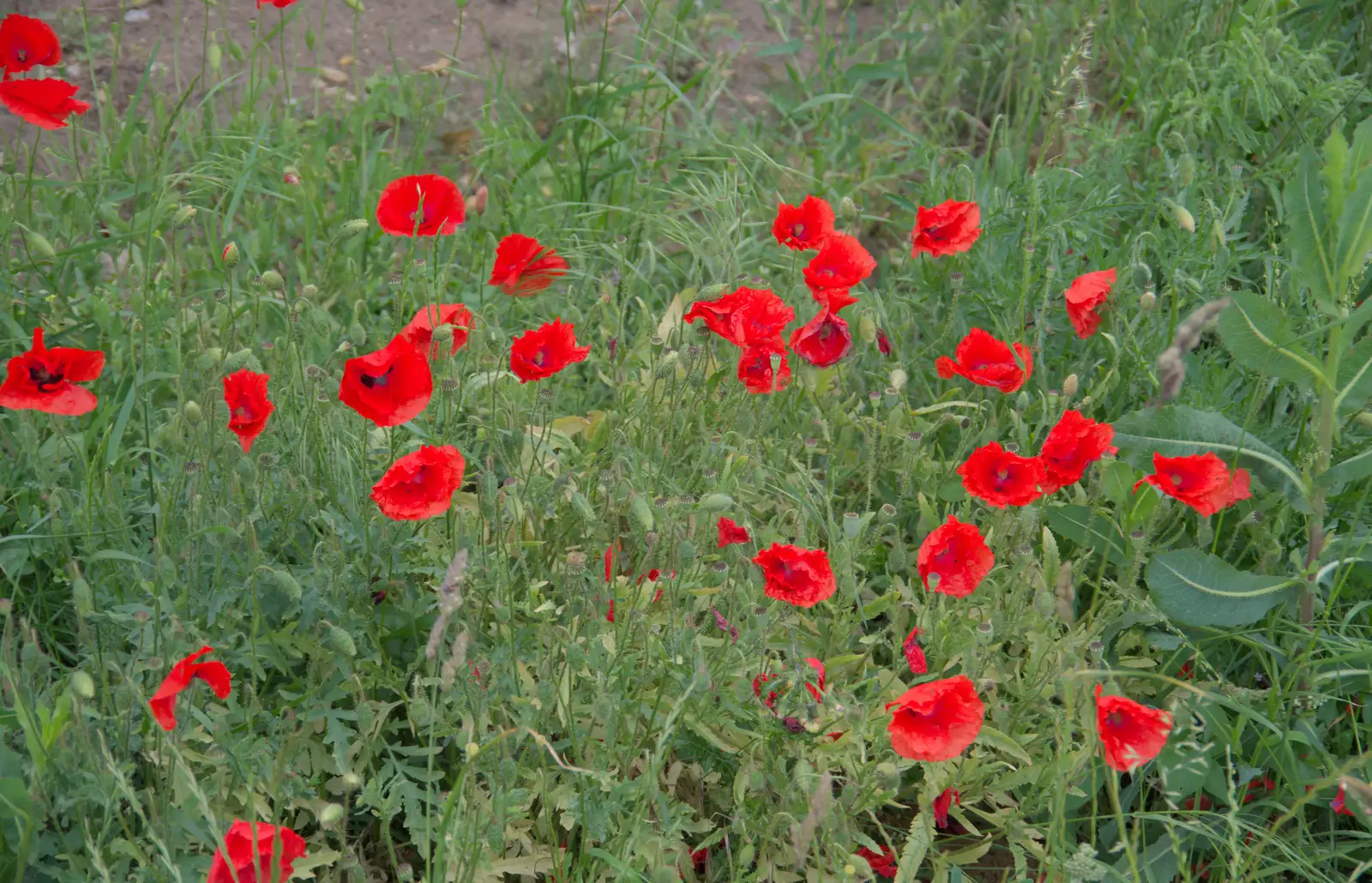 Poppies at the edge of a field, from A Swarm of Bees, Eye, Suffolk - 16th June 2025