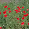 Poppies at the edge of a field, A Swarm of Bees, Eye, Suffolk - 16th June 2025