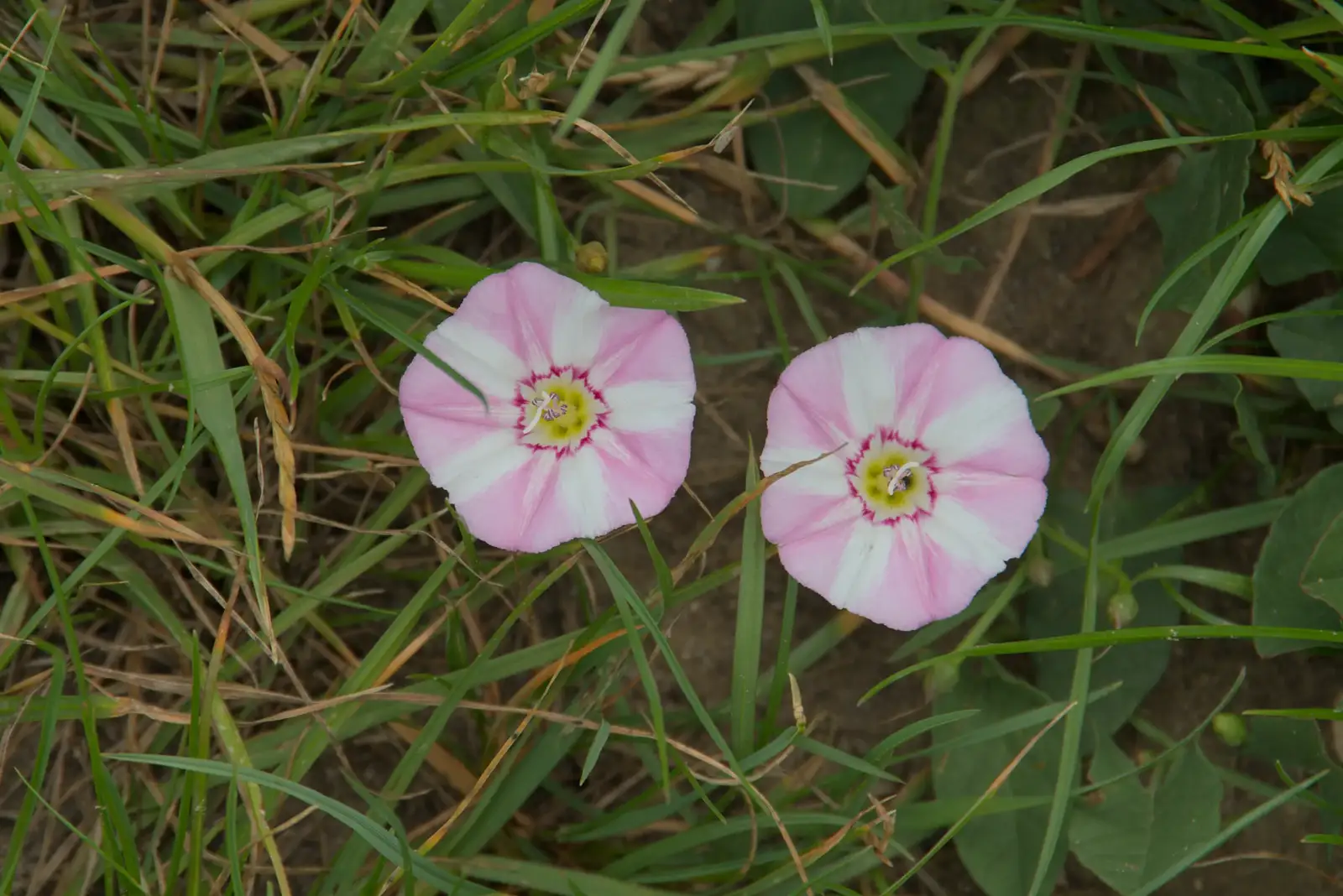 Cute pink and white pentafoil flowers, from A Swarm of Bees, Eye, Suffolk - 16th June 2025